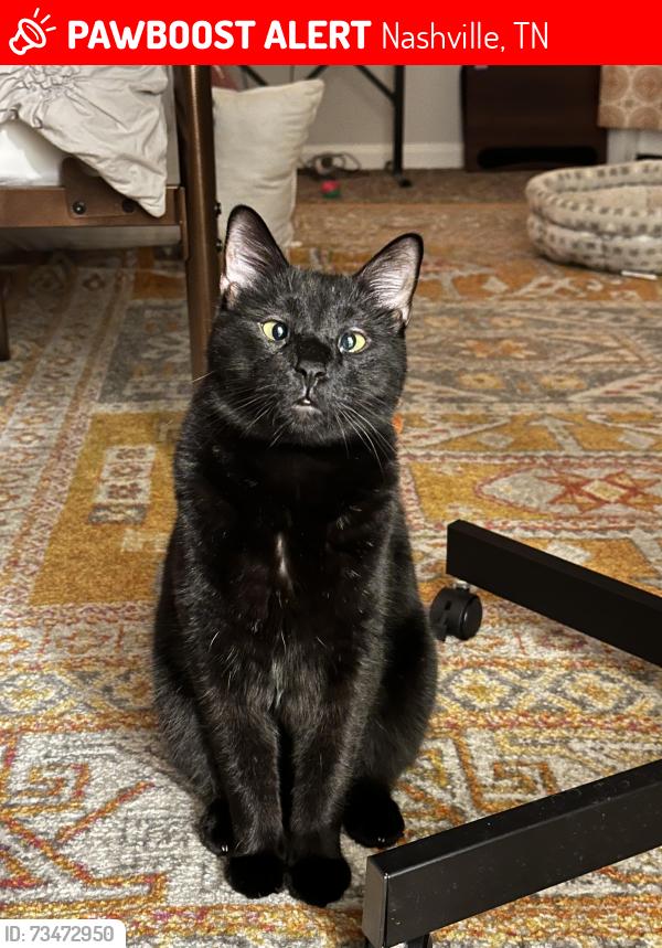 Lost Male Cat last seen Woodmont Blvd and Estes Road, Nashville, TN 37205