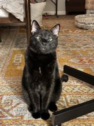 Lost Male Cat last seen Woodmont Blvd and Estes Road, Nashville, TN 37205