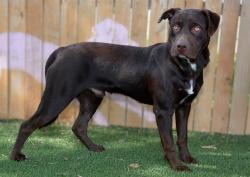 Shelter Stray Male Dog last seen Near BLOCK W CRYSTAL AVE, WEST VALLEY CITY UT 84119, 4522 W 3500 S, West Valley City, UT 84120, USA