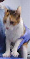 Shelter Stray Female Cat last seen CHARLOTTE, 8315 Byrum Dr, Charlotte, NC 28217, USA