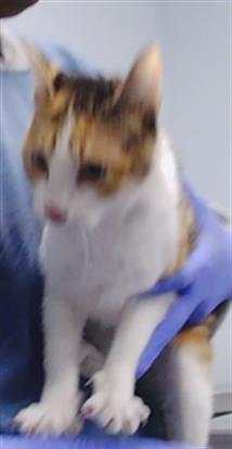 Shelter Stray Female Cat last seen CHARLOTTE, 8315 Byrum Dr, Charlotte, NC 28217, USA