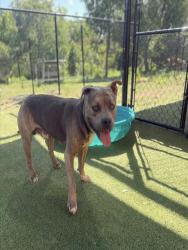Shelter Stray Male Dog last seen Near BLOCK SE 23RD CT, 3599 NW 79th Ave, Doral, FL 33122, USA