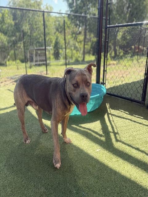 Shelter Stray Male Dog last seen Near BLOCK SE 23RD CT, 3599 NW 79th Ave, Doral, FL 33122, USA