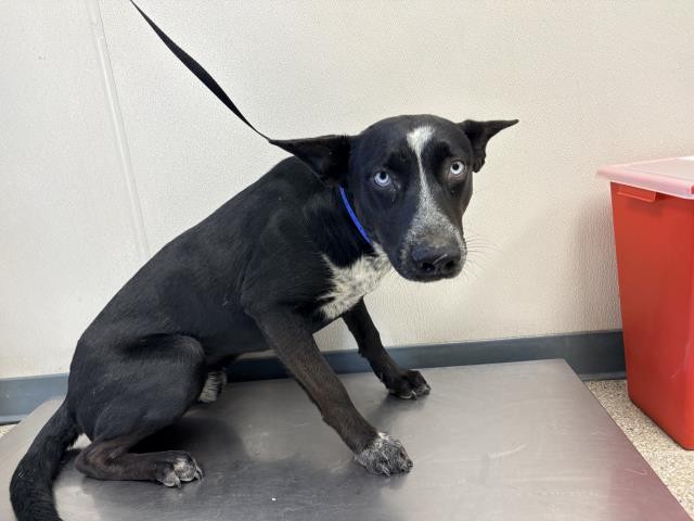 Shelter Stray Male Dog last seen Near BLOCK ROAD 152, TULARE, CA, Visalia, CA 93292, USA