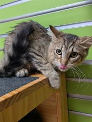 Shelter Stray Female Cat last seen WENTZVILLE, 4850 Mid Rivers Mall Dr, St Peters, MO 63376, USA