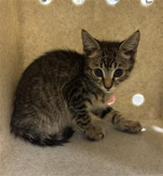 Shelter Stray Male Cat last seen , 232 Eslinger Way, Sanford, FL 32773, USA