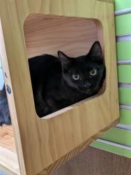 Shelter Stray Male Cat last seen WENTZVILLE, 4850 Mid Rivers Mall Dr, St Peters, MO 63376, USA