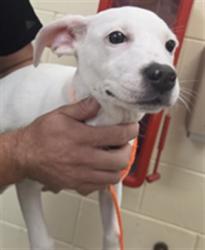 Shelter Stray Female Dog last seen , 232 Eslinger Way, Sanford, FL 32773, USA
