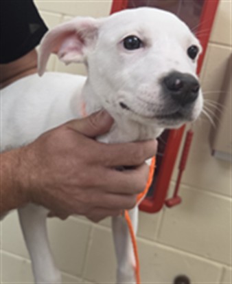 Shelter Stray Female Dog last seen , 232 Eslinger Way, Sanford, FL 32773, USA