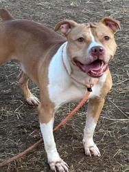Shelter Stray Male Dog last seen Near BLOCK SMYRNA PARKWAY, 3528 Newburg Rd, Louisville, KY 40218, USA