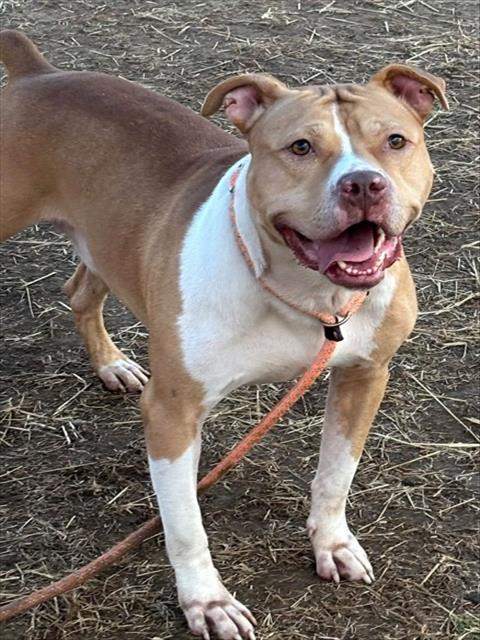 Shelter Stray Male Dog last seen Near BLOCK SMYRNA PARKWAY, 3528 Newburg Rd, Louisville, KY 40218, USA