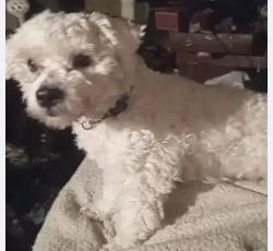 Reunited Male Dog last seen Near Golden Rd, Encinitas, CA 92024, USA, Encinitas, CA 92024