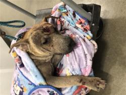 Shelter Stray Male Dog last seen Near BLOCK E KINGSCANYON AVE, FRESNO CA, 5277 E Airways Blvd, Fresno, CA 93727, USA
