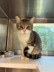 Shelter Stray Male Cat last seen 55TH AVE AND ZUNI ST, 12155 Park Blvd, Brighton, CO 80601, USA