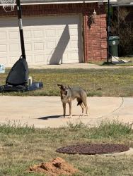 Found/Stray Female Dog last seen SE 20th Street And Brook DR, Choctaw, OK 73020