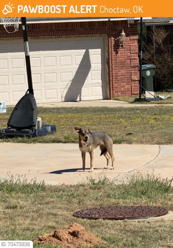 Found/Stray Female Dog last seen SE 20th Street And Brook DR, Choctaw, OK 73020