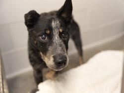 Shelter Stray Male Dog last seen Near BLOCK S PONDEROSA DR, 5501 E Van Buren St, Phoenix, AZ 85008, USA