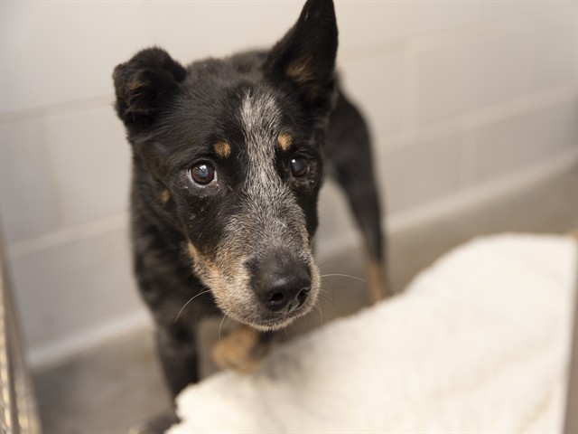 Shelter Stray Male Dog last seen Near BLOCK S PONDEROSA DR, 5501 E Van Buren St, Phoenix, AZ 85008, USA