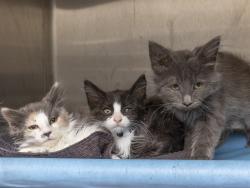 Shelter Stray Male Cat last seen YUCKY HOUSE, 5501 E Van Buren St, Phoenix, AZ 85008, USA