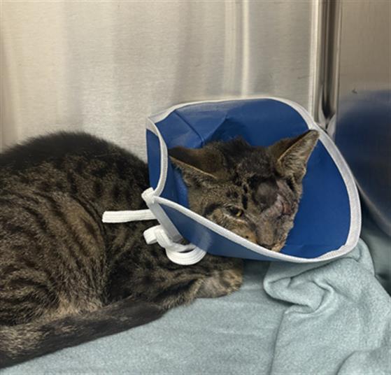 Shelter Stray Male Cat last seen Near, 5001 E Raymond St, Indianapolis, IN 46203, USA