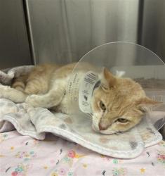Shelter Stray Male Cat last seen Near, 5001 E Raymond St, Indianapolis, IN 46203, USA
