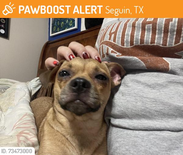 Found/Stray Female Dog last seen Las Brisas, Seguin, TX 78155