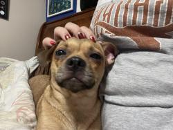 Found/Stray Female Dog last seen Las Brisas, Seguin, TX 78155