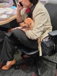 Reunited Female Dog last seen Near Peck Rd, El Monte, CA 91731, USA, El Monte, CA 91731
