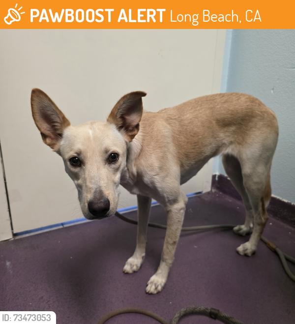 Found/Stray Female Dog last seen Near Golden Ave, Long Beach, CA 90806, Long Beach, CA 90806