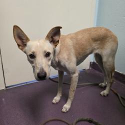 Found/Stray Female Dog last seen Near Golden Ave, Long Beach, CA 90806, Long Beach, CA 90806