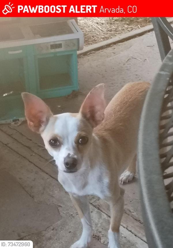 Lost Female Dog last seen 76th walsworth st., Arvada, CO 80003
