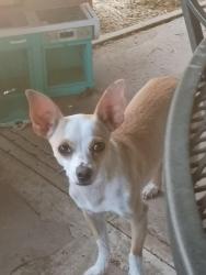 Lost Female Dog last seen 76th walsworth st., Arvada, CO 80003