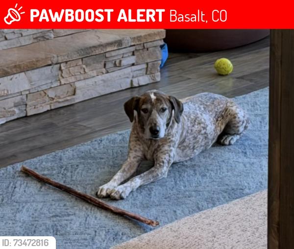 Lost Female Dog last seen mm6 frying pan river road, Basalt, CO 81621