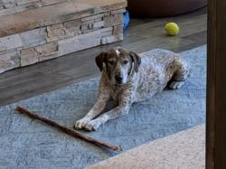 Lost Female Dog last seen mm6 frying pan river road, Basalt, CO 81621
