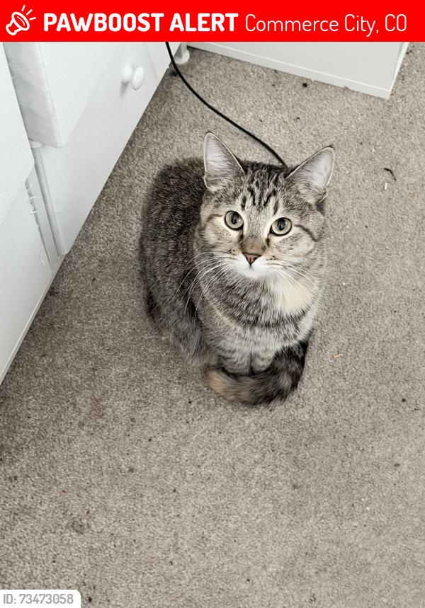 Lost Female Cat last seen Settlers Crossing area, Commerce City, CO 80022