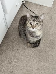 Lost Female Cat last seen Settlers Crossing area, Commerce City, CO 80022