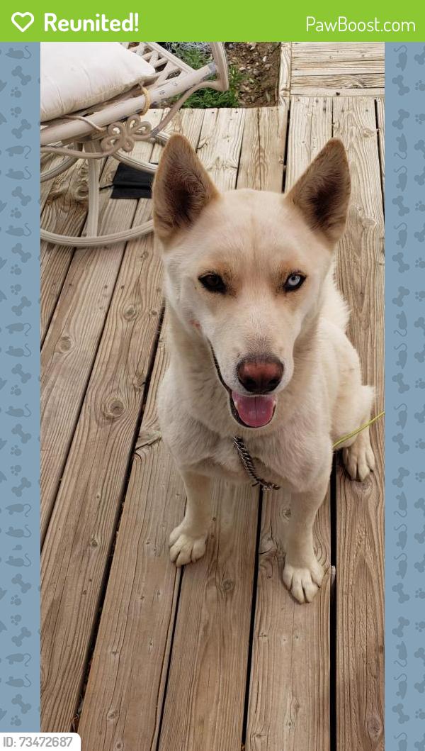 Reunited Male Dog last seen Tradepost Rd., Lucerne Valley, CA 92356
