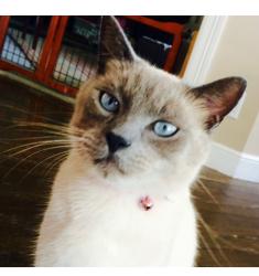 Lost Male Cat last seen Longshore, Jupiter, FL 33458