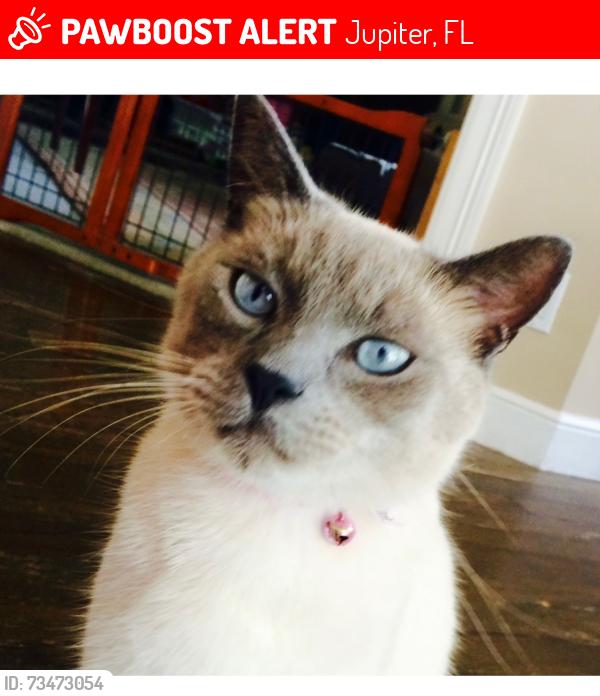 Lost Male Cat last seen Longshore, Jupiter, FL 33458