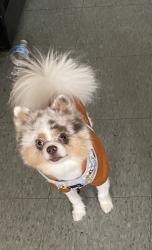 Reunited Male Dog last seen Near, Overland, MO 63114