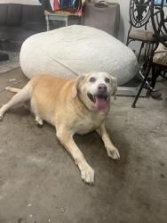 Reunited Female Dog last seen The Hampshires, Mooresville, NC 28115