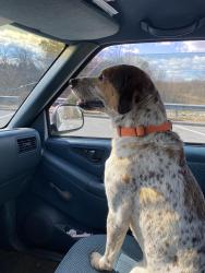 Found/Stray Male Dog last seen Randolph dr (below graveyard hill area), Cleveland, TN 37311