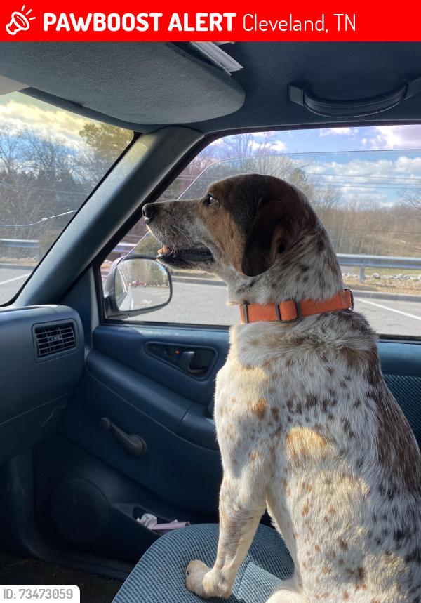 Found/Stray Male Dog last seen Randolph dr (below graveyard hill area), Cleveland, TN 37311