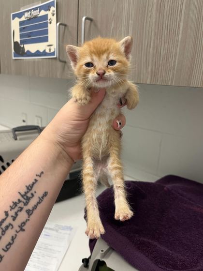 Shelter Stray Male Cat last seen Near s 9th St. KCK 66103, Outside Jurisdiction, KS, 7077 Elmwood Ave, Kansas City, MO 64132, USA