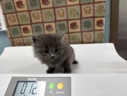 Shelter Stray Female Cat last seen E. Broadway St, 43605, OH, 827 Illinois Ave, Maumee, OH 43537, USA