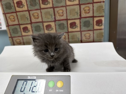 Shelter Stray Female Cat last seen E. Broadway St, 43605, OH, 827 Illinois Ave, Maumee, OH 43537, USA