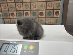 Shelter Stray Male Cat last seen E. Broadway St, 43605, OH, 827 Illinois Ave, Maumee, OH 43537, USA