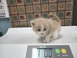 Shelter Stray Male Cat last seen E. Broadway St, 43605, OH, 827 Illinois Ave, Maumee, OH 43537, USA