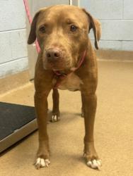 Shelter Stray Female Dog last seen Near Trenton St SE, 30316, GA, 3280 Chamblee Dunwoody Rd, Chamblee, GA 30341, USA