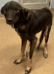 Shelter Stray Female Dog last seen Near Trenton St SE Atlanta, 30316,, 30316, GA, 3280 Chamblee Dunwoody Rd, Chamblee, GA 30341, USA